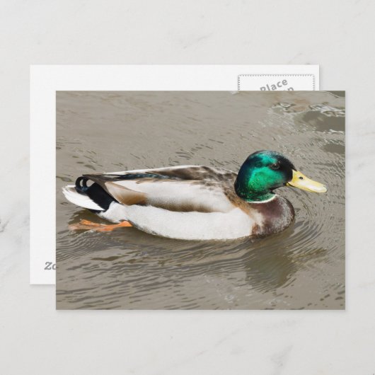 Mallard Postkarte (Vorne/Hinten)