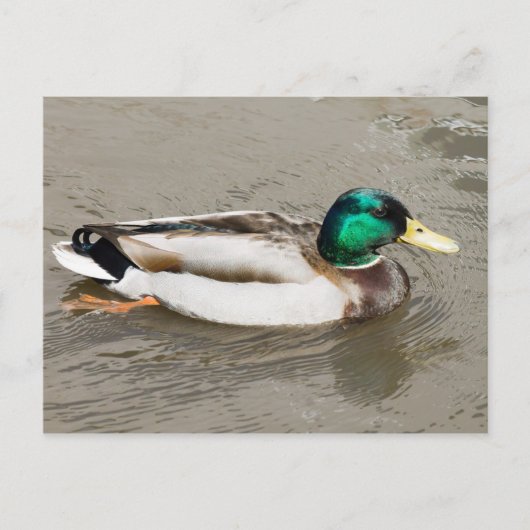 Mallard Postkarte (Vorderseite)
