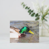 Mallard Postkarte (Stehend Vorderseite)