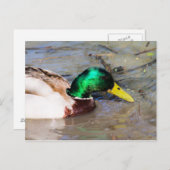 Mallard Postkarte (Vorne/Hinten)