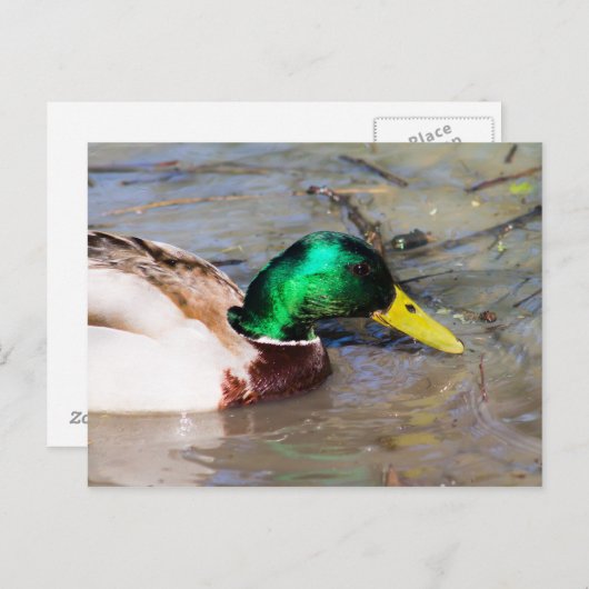 Mallard Postkarte (Vorne/Hinten)