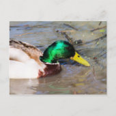 Mallard Postkarte (Vorderseite)