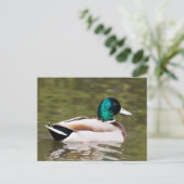Mallard Postkarte (Stehend Vorderseite)