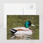 Mallard Postkarte (Vorne/Hinten)