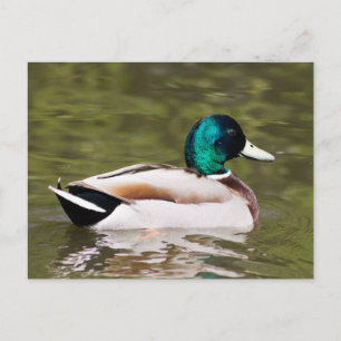 Mallard Postkarte