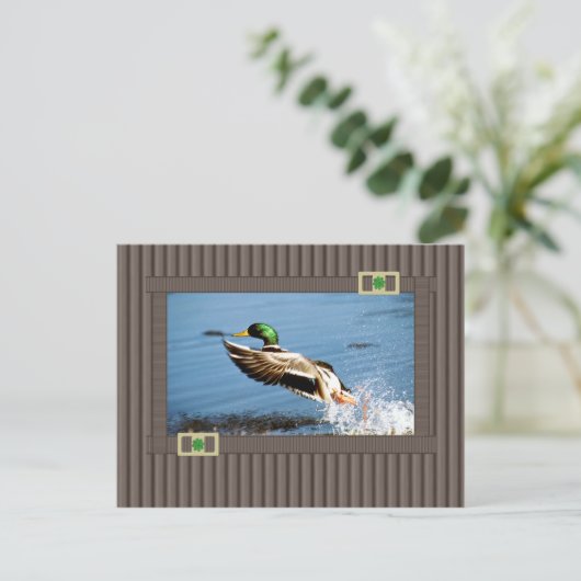 Mallard Postkarte (Stehend Vorderseite)