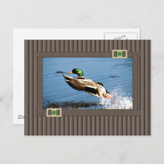 Mallard Postkarte (Vorne/Hinten)