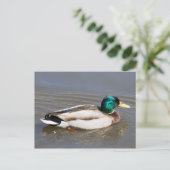 Mallard Postkarte (Stehend Vorderseite)