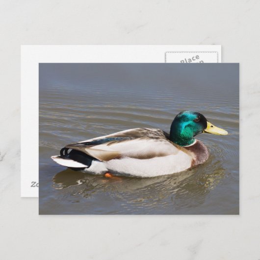 Mallard Postkarte (Vorne/Hinten)