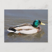 Mallard Postkarte (Vorderseite)