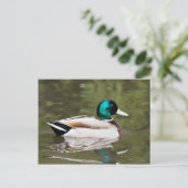 Mallard Postkarte (Stehend Vorderseite)