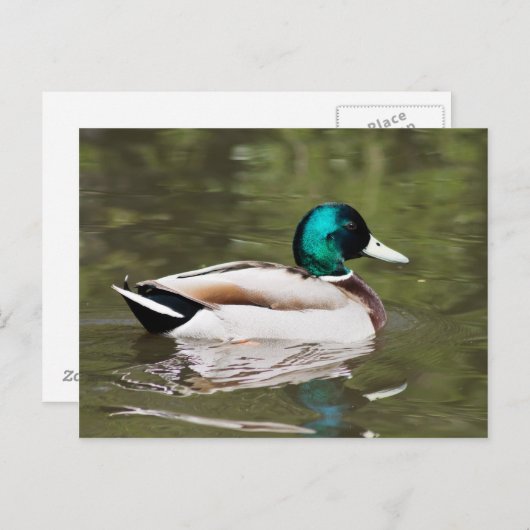 Mallard Postkarte (Vorne/Hinten)