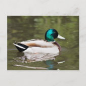 Mallard Postkarte (Vorderseite)