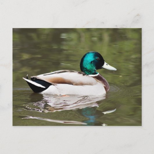 Mallard Postkarte (Vorderseite)