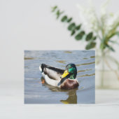 Mallard Postkarte (Stehend Vorderseite)