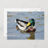 Mallard Postkarte (Vorne/Hinten)