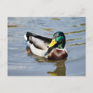 Mallard Postkarte