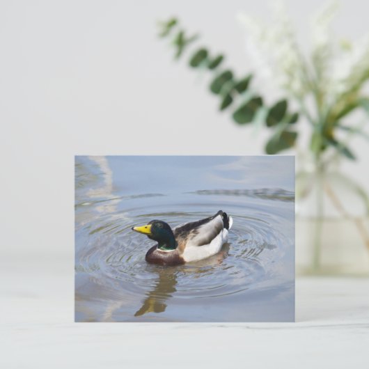 Mallard Postkarte (Stehend Vorderseite)