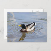 Mallard Postkarte (Vorne/Hinten)