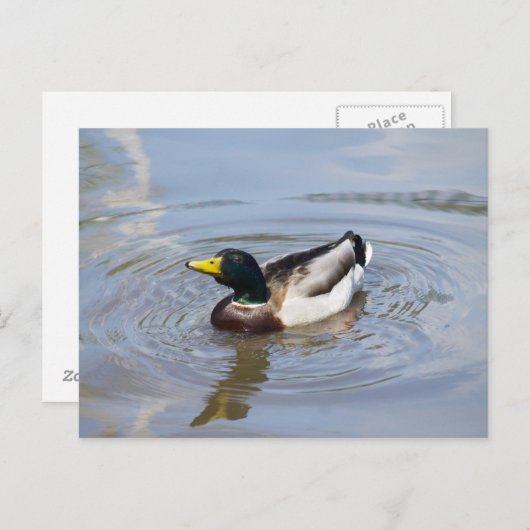 Mallard Postkarte (Vorne/Hinten)