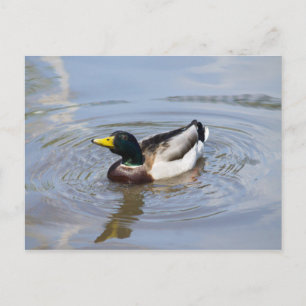 Mallard Postkarte
