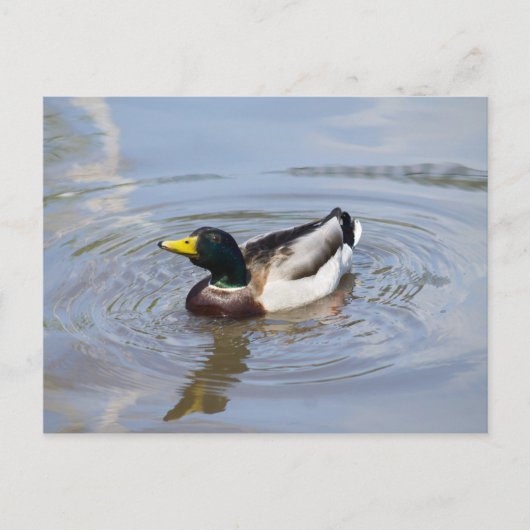 Mallard Postkarte (Vorderseite)