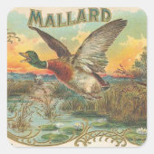 Mallard Quadratischer Aufkleber (Vorderseite)