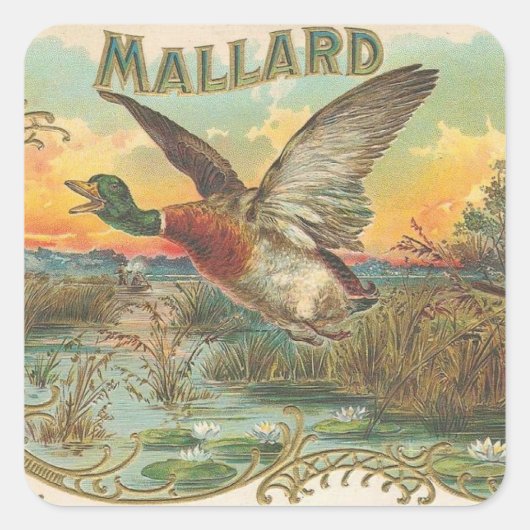 Mallard Quadratischer Aufkleber (Vorderseite)