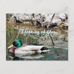 Mallard Reflections Postcard anpassen Postkarte