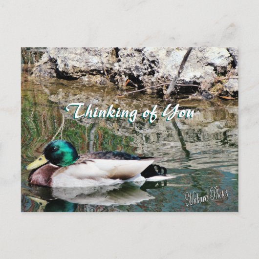 Mallard Reflections Postcard anpassen Postkarte (Vorderseite)