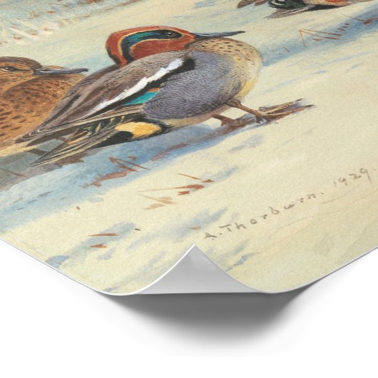 Mallard und aquamarin im Schnee, Vögel Poster (Ecke)