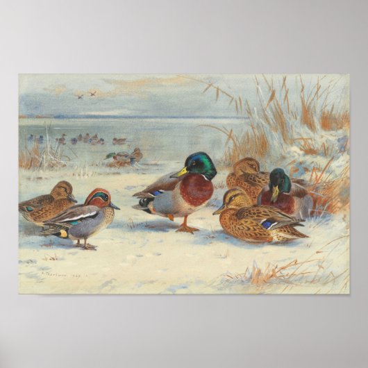 Mallard und aquamarin im Schnee, Vögel Poster (Vorne)