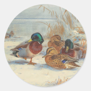 Mallard und aquamarin im Schnee, Vögel Runder Aufkleber