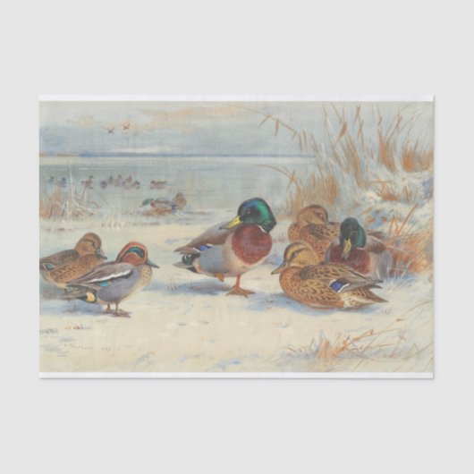 Mallard und aquamarin im Schnee, Vögel Seidenpapier (Vorderseite)