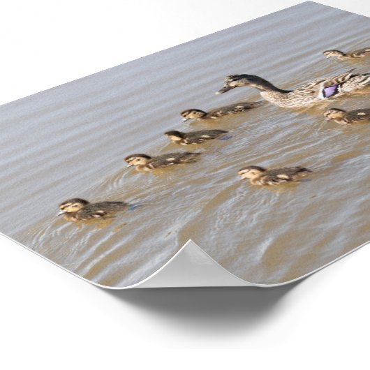 Mallard und Ducklings Poster (Ecke)