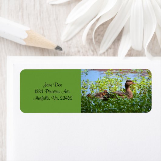 Mallard und Ducklings Swimming by Shirley Taylor (Insitu)