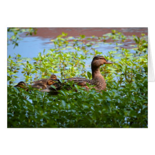 Mallard und Ducklings Swimming by Shirley Taylor