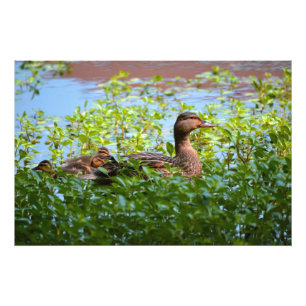 Mallard und Ducklings Swimming by Shirley Taylor Fotodruck