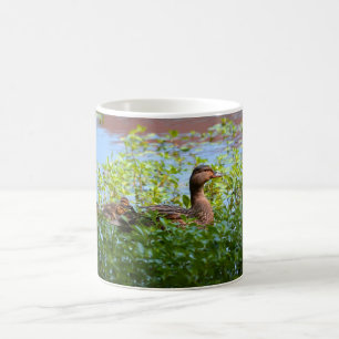 Mallard und Ducklings Swimming by Shirley Taylor Kaffeetasse