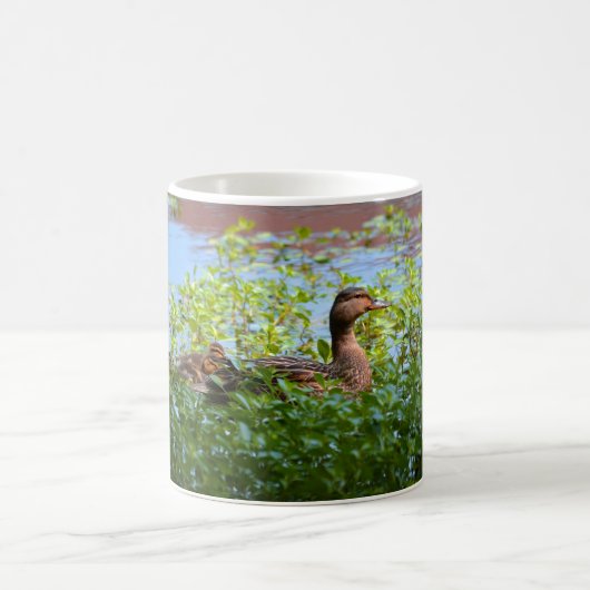Mallard und Ducklings Swimming by Shirley Taylor Kaffeetasse (Mittel)