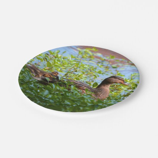 Mallard und Ducklings Swimming by Shirley Taylor Pappteller (Schrägansicht)