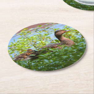 Mallard und Ducklings Swimming by Shirley Taylor Runder Pappuntersetzer