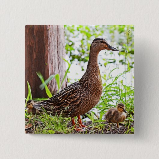 Mallard und Ducklings von Shirley Taylor Button (Vorderseite)