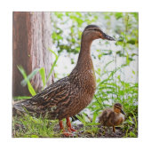 Mallard und Ducklings von Shirley Taylor Fliese (Vorderseite)