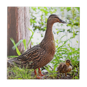 Mallard und Ducklings von Shirley Taylor Fliese
