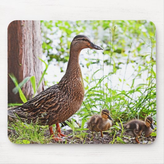 Mallard und Ducklings von Shirley Taylor Mousepad (Vorne)
