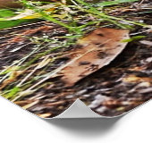 Mallard und Ducklings von Shirley Taylor Poster (Ecke)