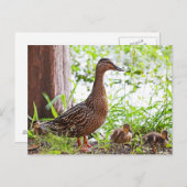 Mallard und Ducklings von Shirley Taylor Postkarte (Vorne/Hinten)