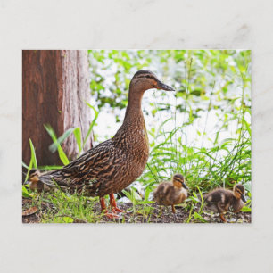 Mallard und Ducklings von Shirley Taylor Postkarte