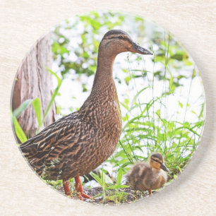 Mallard und Ducklings von Shirley Taylor Untersetzer